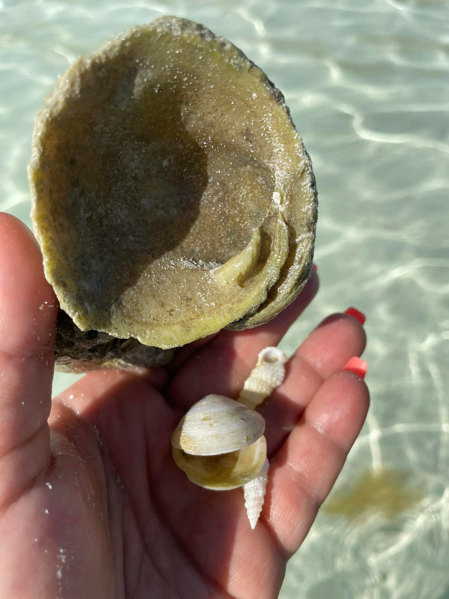 shells A person holding an open shell in their hand.